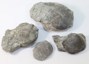 Brachiopoden, Herbertella occidentalis, Ordovizium, Georgetown, Ohio, USA -f605 - Picture 1 of 7