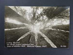 Cathedral Tree Redwood Hwy California CA Real Photo Postcard RPPC c1930-50 - Picture 1 of 2