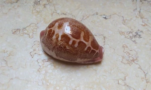 F Cypraea rosea mappa RARE singularis great pattern natural glossy 75.9mm F++++ - Picture 1 of 13