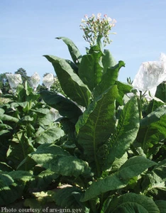 1000 Virginia Gold Tobacco Seeds ~ Heirloom Nicotiana Tabacum ~ Fast grow - Picture 1 of 1