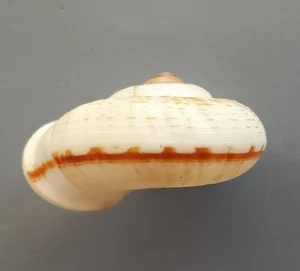 Caracol de tierra RARO Cyclophorus daranganicus 30 mm gema - Imagen 1 de 6