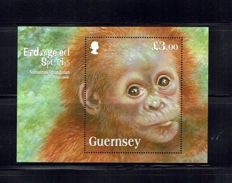 Guernsey: Especies en peligro de extinción 2014, orangután de Sumatra, hoja M MNH Foto 1 de 1