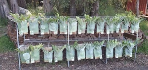 Staghorn Fern, Australian Species Fern ,Platycerium superbum medium size. - Picture 1 of 5
