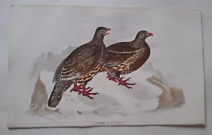 BIRDS INDIA BURMA CEYLON HUME MARSHALL ORNITHOLOGY PRINT CHROMOLITHOGRAPH 1879 - Picture 1 of 1