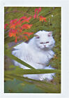 Beautiful Cat  Greetings Card - all occasions 5" x 7"