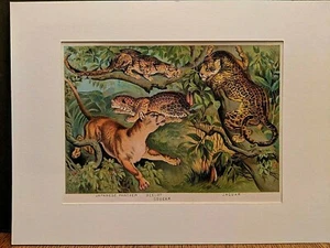 1880 Henry J Johnson Panther Cougar Jaguar Plate IX Carnivora  Art Print Matted - Picture 1 of 6