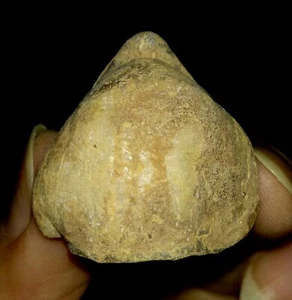 SEA SHELL FOSSIL, BRACHIOPODA SPIRIGERA FROM TIMOR, INDONESIA, 27MM - Picture 1 of 8