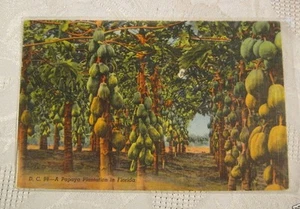PAPAYA PLANTATION FL VINTAGE POSTCARD - Picture 1 of 1