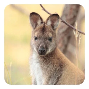 Bennetts Wallaby Drink Coaster (with cork backing) photographed in Tasmania - Picture 1 of 3