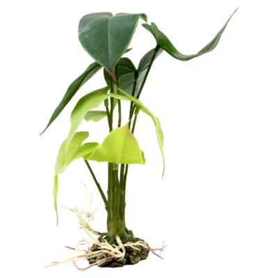 Terra Della Alocasia grün Terrarienpflanze realistisch für Tiere dekorativ