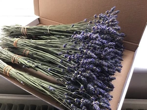 Dried English Lavender mini bunch,  New Crop 2025  (Bunch of 50/100/100pcs) - Picture 1 of 2