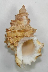 BURSA BOHOLICA 66,27mm SCHÖNES EXEMPLAR Panglao, Bohol Is., Philippinen - Bild 1 von 2