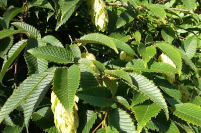 OSTRYA CARPINIFOLIA, Hop Hornbeam, flowering, showy fruits, 20-25cm tall - Image 1 of 4