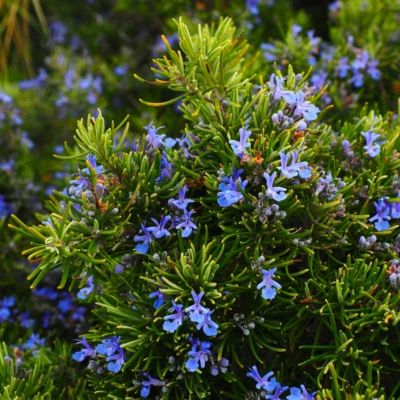 Rosmarinus officinalis (Herb Rosemary) 30 to 1,000 ORGANIC Seeds •Garden Flowers - Image 1 of 3