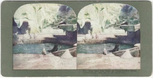 Hagenbeck Wild Animal Paradise 1904 Feria Mundial de San Luis Ingersoll Stereoview - Imagen 1 de 2