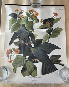 AUDUBON Birds of America 4er Set CAROLINA PAPAGEI SITZE 36 26 25 6 - Bild 1 von 20