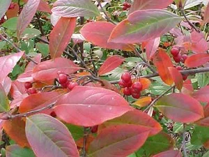Chokeberry rojo, Aronia arbutifolia Brilliantissima, semillas de arbusto (color otoño) - Imagen 1 de 9