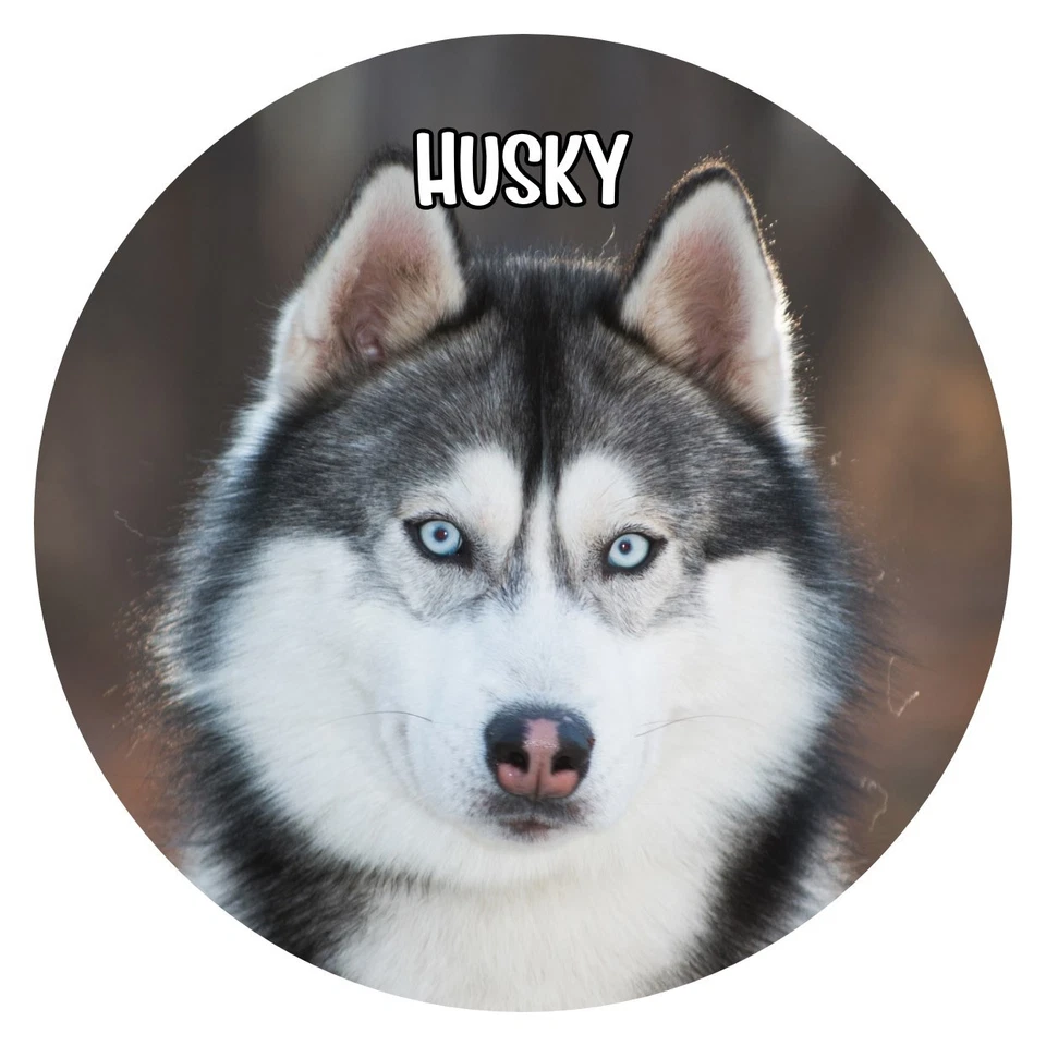 Hunde Aufkleber Sticker rund 10 cm Konturgeschnitten Hunde: Siberian Husky 02 - Bild 1 von 1