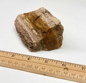 Arizona Petrified Wood Lapidary AZ Fossil Collection Display Jewelry Lot AA  - Picture 1 of 4