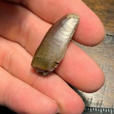 Ultra Rare 1 3/8" Allosaurus Dinosaur Tooth Utah Morrison Formation Jurassic!