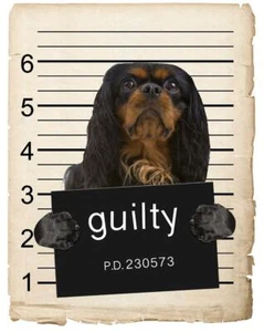 English Toy Spaniel Mugshot Bad Dog Fridge refrigerator Car Magnet - Picture 1 of 6