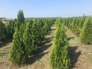 Thuja occidentalis Smaragd 2m  (180-210 cm) tuja smaragd - Zdjęcie 1 z 3