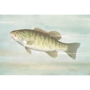 Original um 1908 antiker Farbdruck - SMALL-MOUTH BLACK BASS - W.B. Gillette - Bild 1 von 2