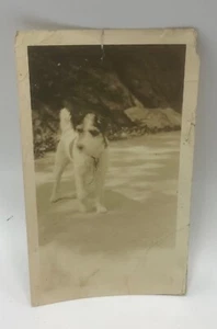 Fox Terrier Dog Standing outside-B&W Sepia Photo Snapshot -1920’s - Picture 1 of 2