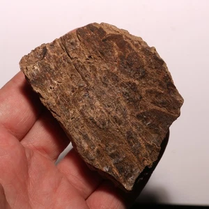 Triceratops Frill Fossil - Gorgeous Specimen - Hell Creek Formation Cretaceous - Picture 1 of 10