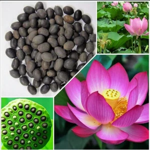 60Pcs Seeds Lotus Flower Seed Hand Picked Aquatic Plants Water Garden Lotus USA - Picture 1 of 13