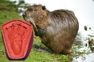 Stampo in gomma su misura Beaver Alaska fare gesso impronta tour turisti regalo - Foto 1 di 4
