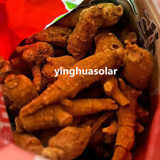 East Naturhus American Ginseng Root 50pcs 7-8 Year From Ontario Canada加拿大花旗長尾參粗根