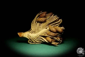 Raphia farinifera Tropisches Zentralafrica Palme rezent Trockenfrüchte speciem - Bild 1 von 5