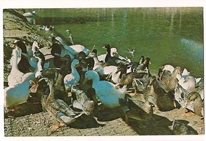 GEESE Goose Gobblers Knob Zoo Farm Parke INDIANA BIRD POSTCARD Unused FREE SHIP - Picture 1 of 2