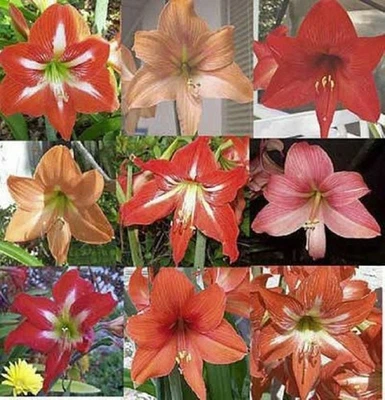 6 Mixed Variety Amaryllis HIPPEASTRUM Bulbs - Bulbets - Starter Bulbs - Image 1 of 2