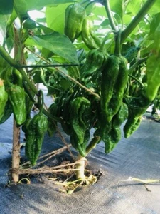 100% Genuine Dorset Naga Morich Chilli Seeds Naga Moris Bici 20+ Naga Seeds Uk - Picture 1 of 8