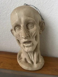Skulpturenhaus Ecorche Gipskopf nach Jean Antoine Houdon - Bild 1 von 17