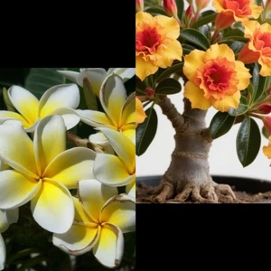 Adenium Rosa Del Desierto Con Raíz Y 1 Plumeria Con Raíz - Picture 1 of 3