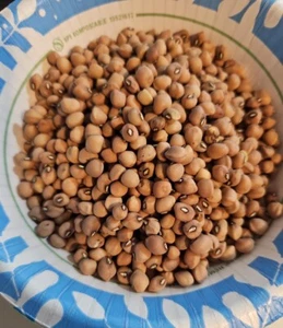 1/2 Pound (Approximately 1200 seed) Mississippi Purple Hull Pea Seed - Picture 1 of 1