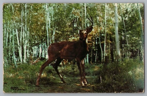 Postcard Deer "In the Velvet" - Wisconsin Woods Forest - Picture 1 of 2
