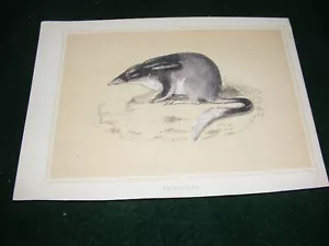 ANTIQUE REV F O MORRIS ENGRAVING PERAMELES HAND COLOURED BOOK PLATE 1852 - Picture 1 of 1