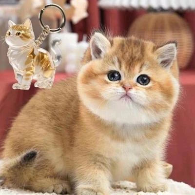 Bag Charm Cat Hair Storage Box Transparent Keychain Souvenirs for Pet Lovers