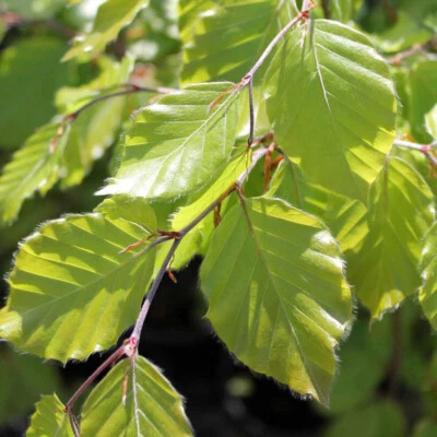 Fagus sylvatica | European Beech | Ornamental Garden Tree | 5-6ft - Image 1 of 3