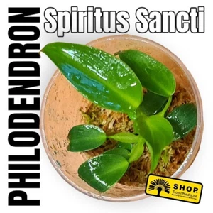 Philodendron Spiritus Sancti Young Plant."no Alocasia, Monstera, Variegata" - Picture 1 of 8