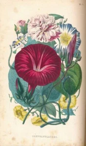 Le muséum d'histoire naturelle - Picture 1 of 1