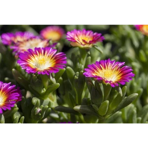 Mittagsblume Wheels of Wonder® 'Purple Wonder' - Delosperma 'Purple Wonder', im - Imagen 1 de 3