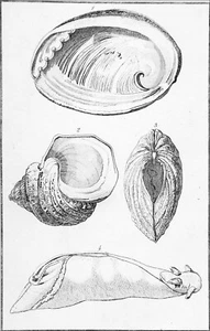 COQUILLAGES MARINS (Haliotide, Turbo marbré, Tridacne..) - Gravure 19e siècle - Picture 1 of 2