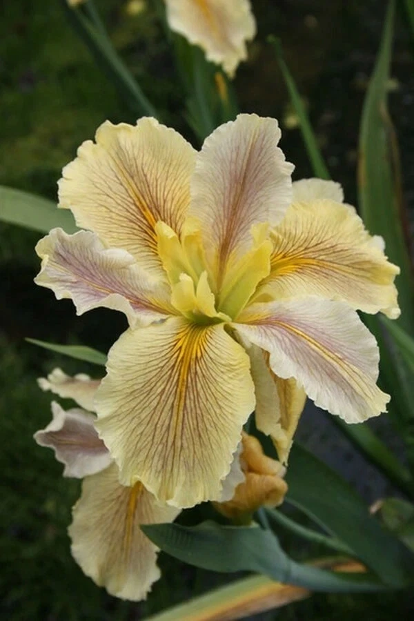 Louisiana Wow Factor Iris Winter Hardy Aquatic Pond Bog Plant - Buy 2 Get 1 Free - Image 1 of 1