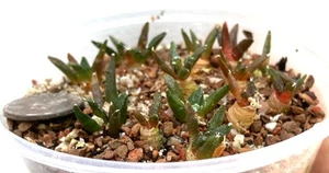 Cactus Plant - Ario carpus fissuratus hintonii - Beauty! ONE PLANT from Pot! - Picture 1 of 1