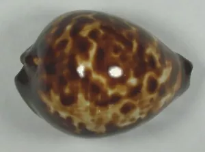 ESPECIMEN SUPER ELECCIÓN ZOILA DECIPIENS 47,75 mm escoba, Australia Occidental - Imagen 1 de 4